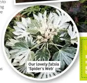  ??  ?? Our lovely fatsia 'Spider's Web'