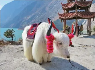  ??  ?? Centro: Poon Hill (3.200 m) en el trekking del Dhaulagiri. Izquierda: los hermosos yaks, tradiciona­les compañeros en los trekkings.