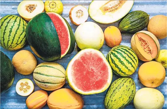  ?? SCOTT SUCHMAN FOR THE WASHINGTON POST ?? “Melons are just coming into their glory,” says author, gardener and heirloom produce advocate Amy Goldman. She wrote “The Melon,” featuring 125 varieties.