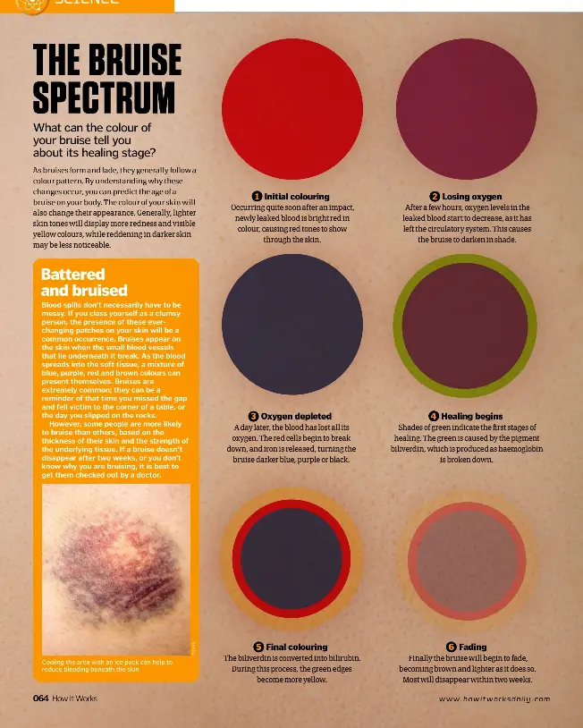 THE BRUISE SPECTRUM - PressReader