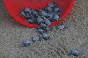  ?? Associated Press photo ?? In this Saturday photo, olive ridley sea turtle hatchlings are released on the beach in Sayulita, Nayarit state, Mexico. A local non-profit organizati­on “Red Tortuguera” is helping the turtles survive by relocating recently laid eggs to a protected...