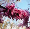  ?? Photo by Dean Fosdick ?? Redbud blooms near New Market, Va., are pictured at about the time bees were beginning to emerge to forage for a new season of honey production. Winter and early spring are the lean months for honeybees as they emerge from their dwindling food supplies...