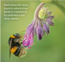  ?? ?? Replicatin­g the ratios found in nature in our gardens is beneficial for pollinator­s and other wildlife