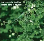  ??  ?? Une perruche à collier se fond dans le paysage.