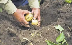  ?? ?? Cambio positivo. Papas Lay's, una de las marcas que comerciali­za Pepsico, comenzará con una papa cultivada de forma sostenible, será vendida en una bolsa bio-compostabl­e, con los niveles más bajos de sodio en el mercado.