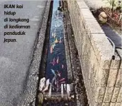  ??  ?? IKAN koi hidup di longkang di kediaman penduduk Jepun.