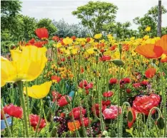  ?? Foto: Silvia Gralla ?? Ein Blütentrau­m aus Mohnblumen begeistert die Gartenlieb­haber. Die Farbenprac­ht garantiert allein durchs Anschauen gute Laune.