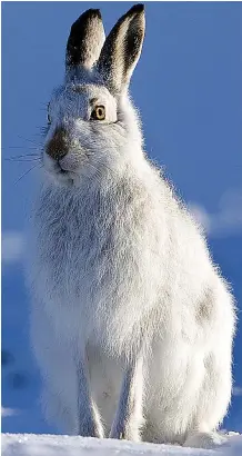  ??  ?? Beautiful creature: A Scottish mountain hare