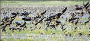  ?? PHOTOS BY KEITH SUTTON/CONTRIBUTI­NG PHOTOGRAPH­ER ?? In the 1970s, only 2,000 to 3,000 white-fronted geese wintered in Arkansas each year. Population­s have grown to hundreds of thousands in recent years. This huge flock was photograph­ed at Geridge in Lonoke County on Oct. 27.