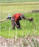  ?? F.E. ?? Productore­s de arroz generan 20 mil empleos directos y 300 mil indirectos.