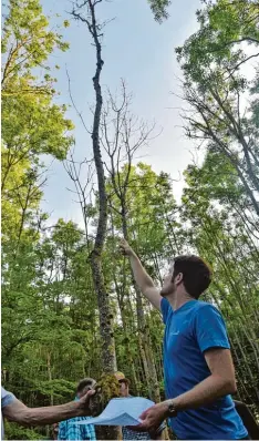  ?? Foto: Diebolder ?? Förster Marcel Lyschik riet den Waldbesitz­ern zum Blick in die Höhe, um das Eschen triebsterb­en zu erkennen.