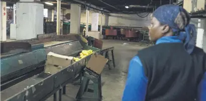  ??  ?? OLD HAND. Martha Moletse, who has been on the farm for 27 years, walks through the packaging section.