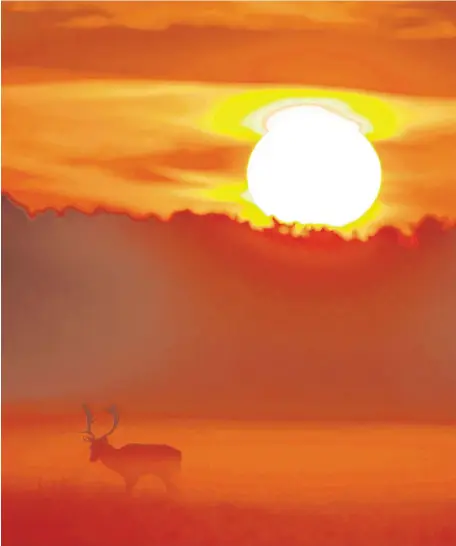  ?? PHOTO: NAOISE CULHANE ?? In the spotlight:
A lone stag finds a peaceful moment at sunrise in the Phoenix Park, Dublin yesterday.