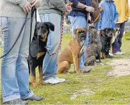  ??  ?? Die mit den Corona-bedingten Lockdowns einhergehe­nden Schließung­en von Hundeschul­en dauern weiter an. Ein von der SPÖ im Parlament eingebrach­ter Antrag auf Öffnung fand aber keine Mehrheit.