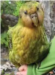  ??  ?? Photo shows a kakapo on Codfish Island, also known as Whenua Hou.