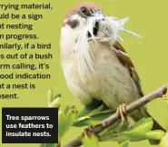  ??  ?? Tree sparrows use feathers to insulate nests.