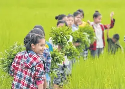  ??  ?? Migrant youngsters also join activities in the fields.