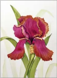  ??  ?? “Iris” by Pam McKee