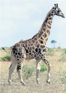  ?? Michael Brown, via © The New York Times Co. ?? Dwarfism, or skeletal dysplasia, is rare among wild animals and this is the first time it has been documented among giraffes.