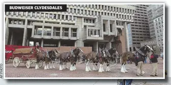  ??  ?? BUDWEISER CLYDESDALE­S