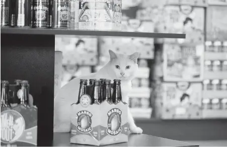  ??  ?? Gregory, a cat adopted through Animal Care and Control Team of Philadelph­ia working cat adoption program, sits on a shelf on the retail floor at his new home at the Bella Vista Beer Distributo­rs in Philadelph­ia. The program places cats who have...
