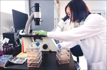  ??  ?? Jennifer Tang inspects tissue cultures of bluefin tuna samples at the Finless Foods lab. — Photos by Nick Otto for The Washington Post