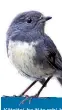  ??  ?? Kātoitoi, he iti te rahi, he nui te kōrero. Kātoitoi, a small bird with a big voice.