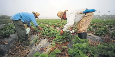  ??  ?? Some 80,000 farm workers have been in dispute with US multinatio­nal Driscoll’s, the largest berry distributo­r in the world, over working conditions Photograph: Reuters