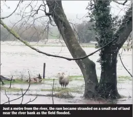  ??  ?? Just a metre from the river, the ram became stranded on a small sod of land near the river bank as the field flooded.