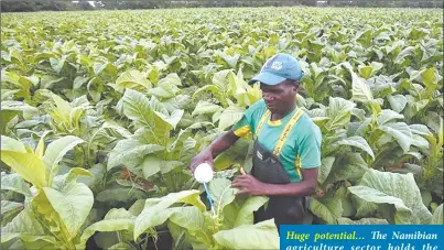  ?? Photo: Contribute­d ?? Huge potential… The Namibian agricultur­e sector holds the potential to fuel economic growth and foster human developmen­t.