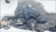  ?? SUE MACLEAN/FACEBOOK ?? It is unclear when this leatherbac­k turtle died or why it was in the Bras d’Or Lake in the winter when it should have been in the Caribbean. Although people have reported seeing the turtles in the lake, this is the first recorded sighting.