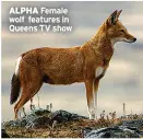  ?? ?? ALPHA Female wolf features in Queens TV show