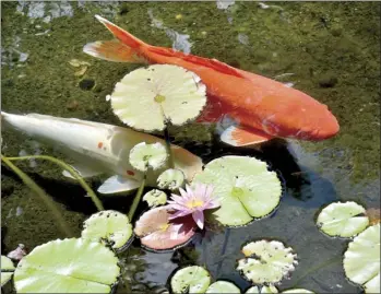  ?? The Maui News / MATTHEW THAYER photo ?? A pair of ornamental koi swim in a reflecting pool at the Grand Wailea Resort last month.