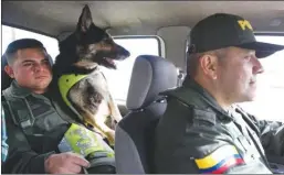  ?? The Associated Press ?? Drug dog Sombra rides with her handler, officer Jose Rojas. Colombian police recently revealed that the Gulf Clan, a cartel that boasts its own guerrilla army, has offered a reward of $7,000 to whoever kills or captures the savvy hound.