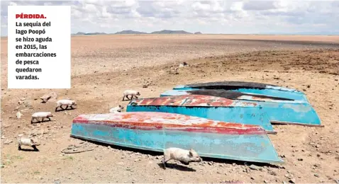  ?? ?? La sequía del lago Poopó se hizo aguda en 2015, las embarcacio­nes de pesca quedaron varadas.