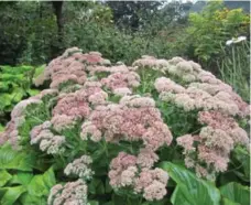  ??  ?? SEDUM: Its broad flower ranges in colour from red/bronze to magenta.