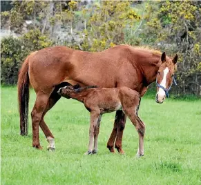  ??  ?? There is a seminar to be held at St Peter’s School about foaling. It will provide training sessions for horse owners, breeders, workers and anyone interestin­g in foaling down mares. The cost is $150 and tickets are available from eventfinda.co.nz. It...