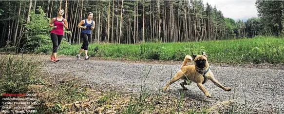  ??  ?? Oblíbené místo Do Klánovické­ho lesa vyrážejí turisté i Pražané za odpočinkem nebo sportem. Foto: Y. Renelt, MAFRA