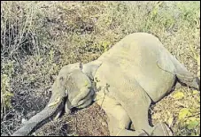  ?? HT PHOTO ?? Elephants have died due to varied reasons ranging from tiger attacks, falling from hills to electrocut­ion.