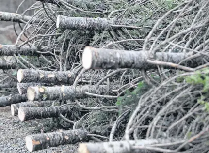  ?? ERIC WYNNE • FILE ?? Once you get the tree home, make a fresh cut at the bottom of the trunk. You don’t need to remove much, even a centimetre is enough to ensure good water uptake. You can also ask the tree lot make the cut for you.