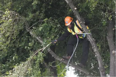  ?? Paul Chinn / The Chronicle 2017 ?? Cedric Bacchus Jr., an arborist with the Public Works department, trims a tree on Alemany Boulevard in June 2017 as part of a program dubbed Street Tree SF, which was approved by voters in 2016.