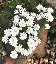  ??  ?? Candytuft is a spring-blooming perennial. (Special to the Democrat-Gazette)