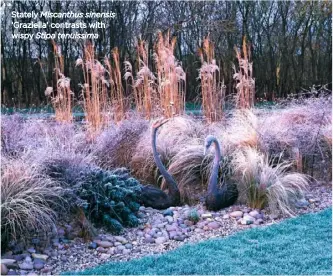  ??  ?? Stately Miscanthus sinensis ‘Graziella’ contrasts with wispy Stipa tenuissima