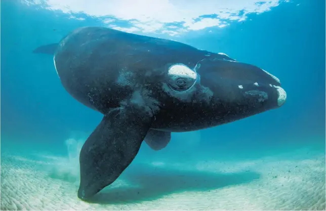  ?? New Zealand Geographic magazine. ?? Kiwi photograph­er Richard Robinson’s shot of a tohora¯, or southern right whale, was captured in Port Ross, in the Auckland Islands, while on assignment with the