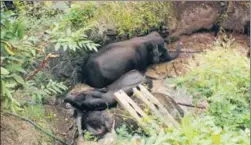  ?? HT ?? Three elephants, including a calf, fell into a 60foot deep well in Sathyamang­alam in Tamil Nadu on Wednesday. Villagers heard the trumpets of the elephants around 4am and alerted forest officials who mobilised men and machine to help the animals walk...