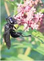  ?? JAN RIGGENBACH ?? This great black wasp is attracted to the nectar provided by the blossoms of swamp milkweed.