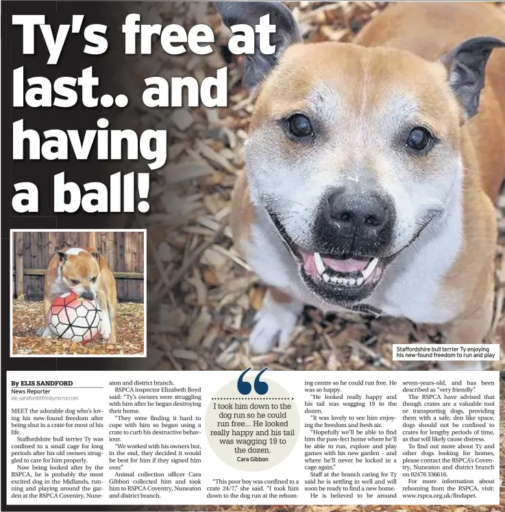 ??  ?? Staffordsh­ire bull terrier Ty enjoying his new-found freedom to run and play