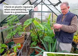  ?? ?? Check on plants regularly when overwinter­ing them in a greenhouse