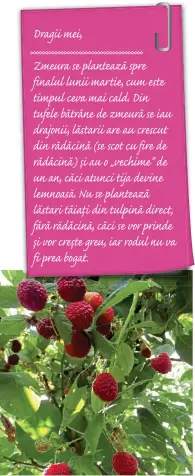  ??  ?? Dacă vrei să ai recolte bune de zmeură, atunci ai grijă să nu înghesui plantele și să le întinzi pe spaliere.