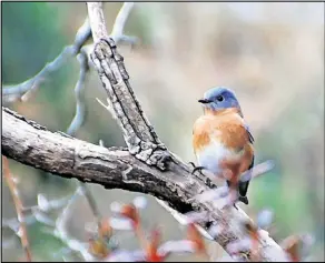  ?? CONTRIBUTE­D BY CHARLES SEABROOK ?? The Eastern bluebird, shown here, is already checking out nesting sites and may be nesting by the end of February in Georgia. The bluebird also is one of the birds that will be tallied during the Great Backyard Bird Count Feb. 17-20.